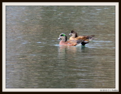 IMG_0523 American Wigeon