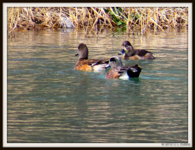 IMG_0527 Variety