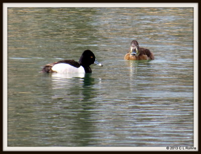 IMG_0547 Ring-necked Duck Pair