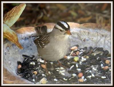 IMG_0976 White Crowned Sparrow