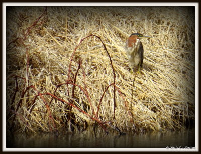 IMG_0536 Green Heron