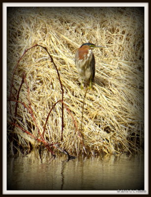 IMG_0537 Green Heron