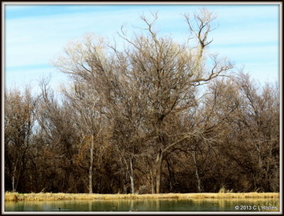 IMG_0554 Trees