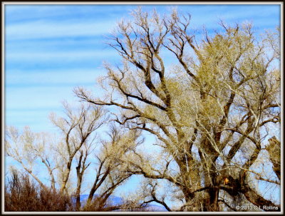 IMG_0555 I Love The Trees