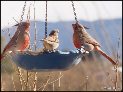 P1122392 Pyhrruloxia and House Sparrow
