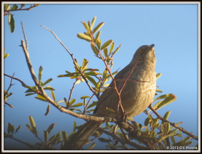 IMG_0007 Curve-billed Thrasher