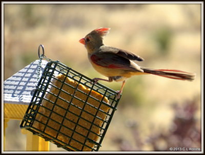 IMG_0360 Northern Cardinal female