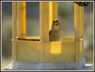 IMG_0455 White-crowned Sparrow