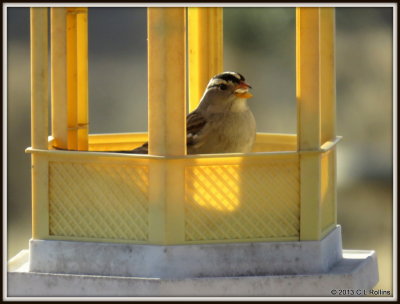 IMG_0456 White-crowned Sparrow