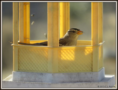 IMG_0459 White-crowned Sparrow