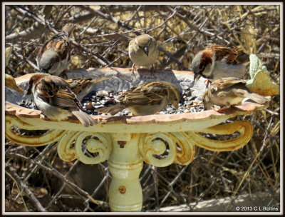 IMG_1051 House Sparrows