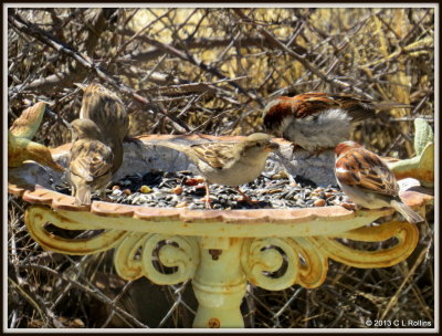 IMG_1043 House Sparrows