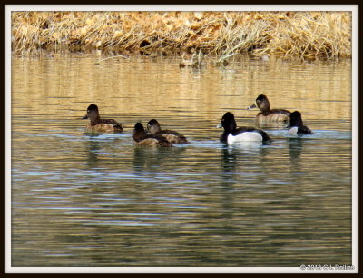 IMG_0610 Ring-necked Ducks