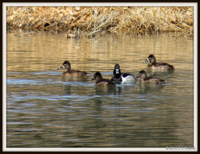 IMG_0609 Ring-necked Ducks