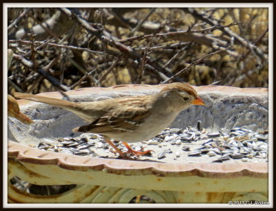 IMG_1057 White-crowned Sparrow