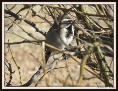 IMG_1073 Black-throated Sparrow