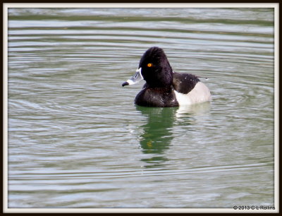 IMG_0637 Ring-necked Duck