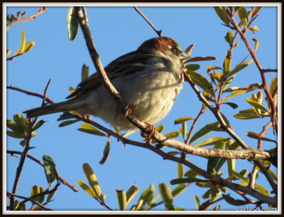 IMG_1120 House Sparrow