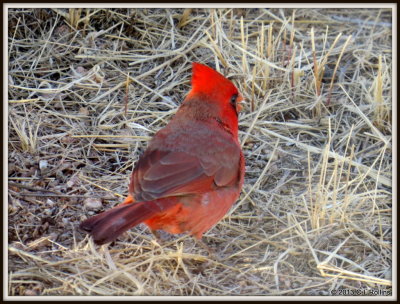 IMG_1122 Northern Cardinal