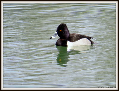 IMG_0638 Ring-necked Duck