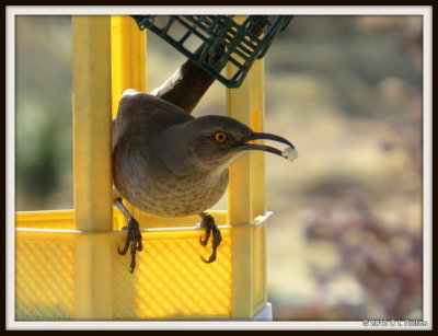 IMG_1138 Curve-billed Thrasher