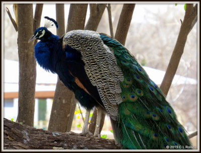 IMG_0759 Peacock