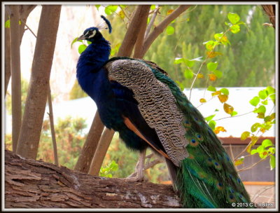 IMG_0760 Peacock