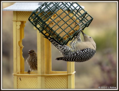 IMG_1555 Gila Woodpecker