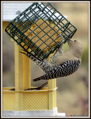 IMG_1557 Gila Woodpecker