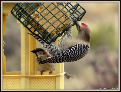 IMG_1556 Gila Woodpecker