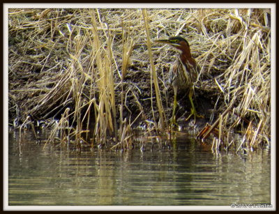 IMG_0749 Green Heron