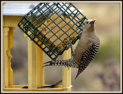 IMG_1558 Gila Woodpecker