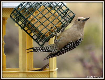 IMG_1560 Gila Woodpecker