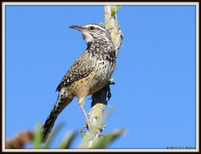 IMG_1999 Cactus Wren