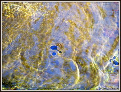 IMG_1399 Ramsey Creek