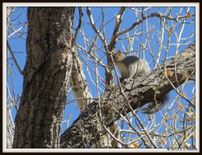 IMG_1472 Grey Squirrel