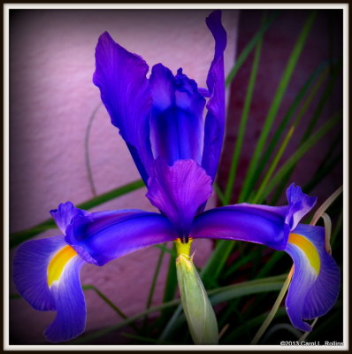 IMG_2894 Iris