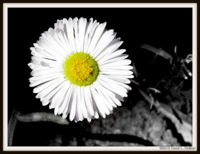 IMG_2901 Saturday: Selective Color