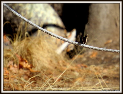 IMG_1517 Mourning Cloak