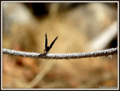 IMG_1522 Mourning Cloak