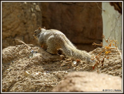 IMG_2086 Squirrel