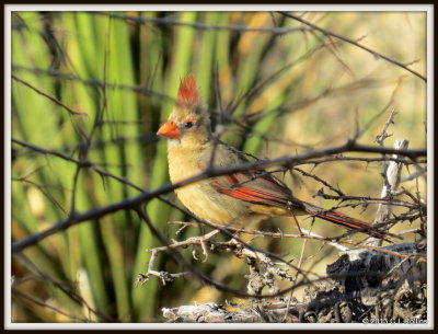 IMG_2773 Northern Cardinal female
