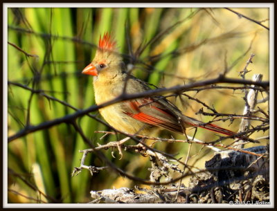IMG_2774 Northern Cardinal female