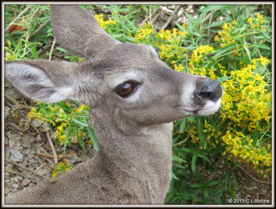 IMG_2117 A Sweet Deer