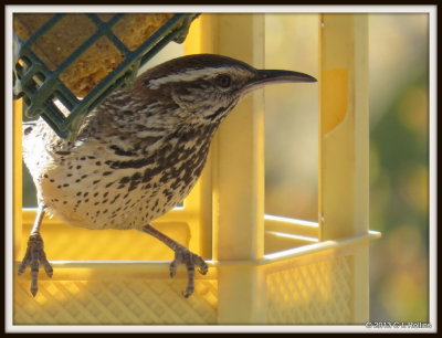 IMG_2785 Cactus Wren