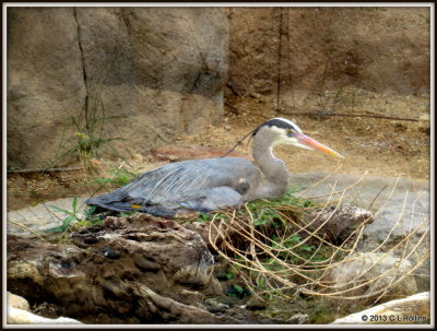 IMG_2139 Great Blue Heron