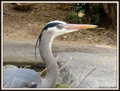 IMG_2152 Great Blue Heron