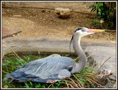 IMG_2153 Great Blue Heron