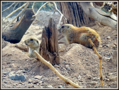 IMG_2159 Prarie Dogs