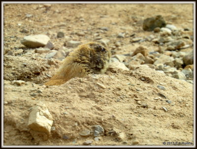 IMG_2158 Prarie Dogs